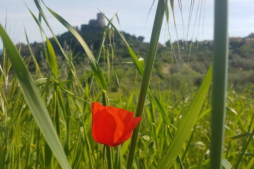 Appartement La Casina Di Nonna Giulia à Castiglione dʼOrcia Extérieur photo